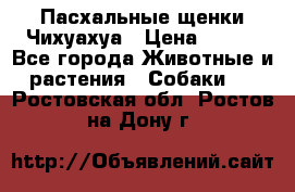 Пасхальные щенки Чихуахуа › Цена ­ 400 - Все города Животные и растения » Собаки   . Ростовская обл.,Ростов-на-Дону г.